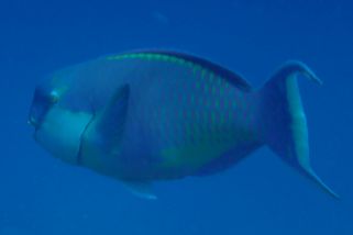 Chlorurus gibbus - Rotmeerbuckelkopf-Papageifisch (Buckelkopf-Papageifisch)